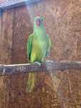 Ring neck macho 25