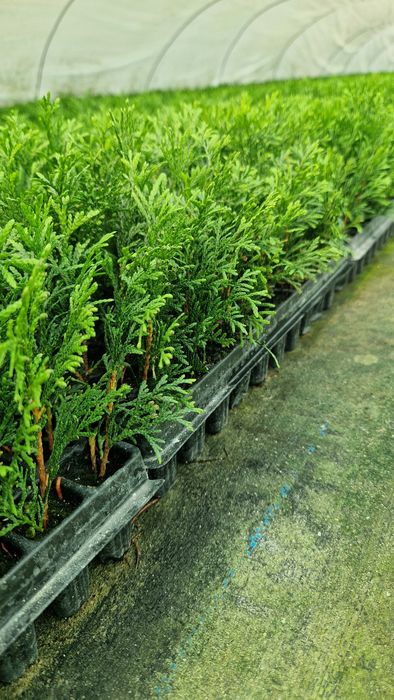 Tuja Szmaragd Sadzonka