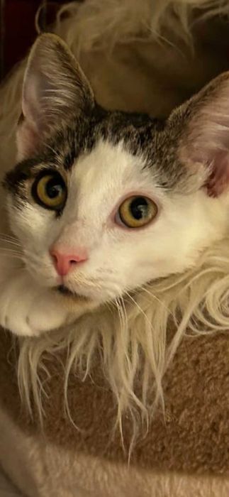 4 miesieczna Majusia szuka kochajacego domku