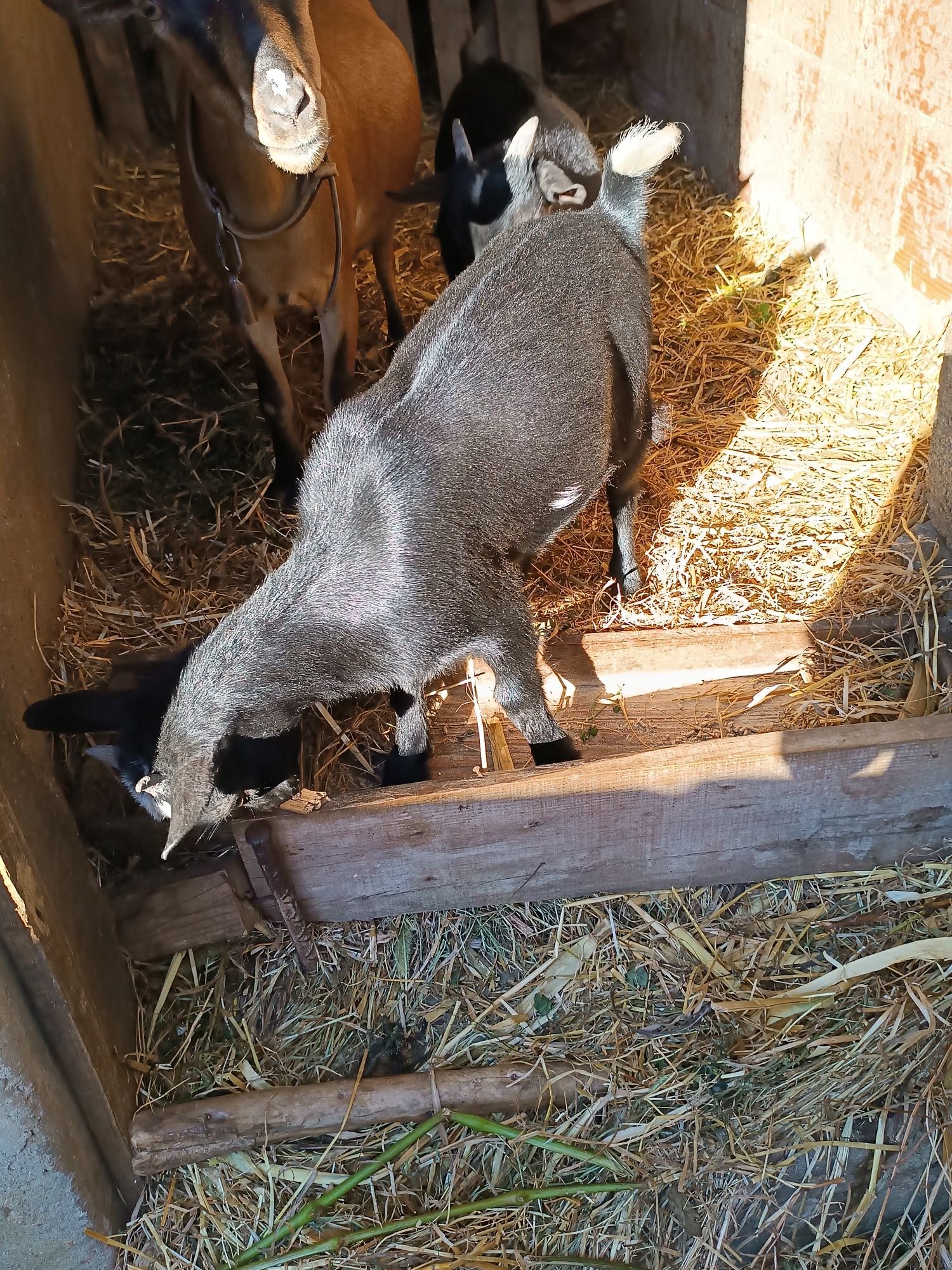Casal cabras anãs