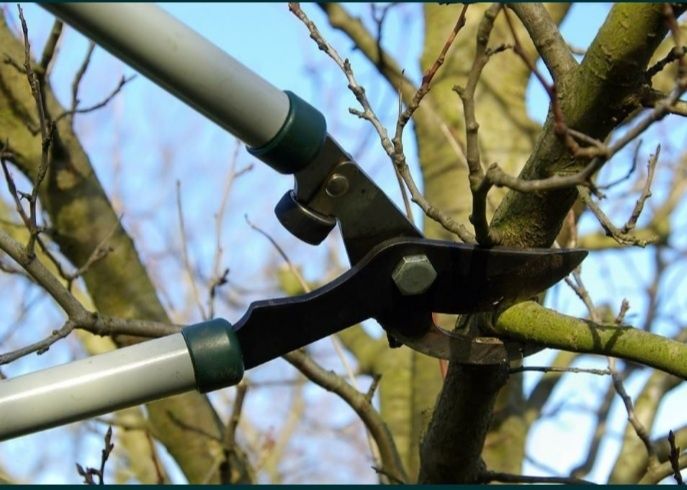 Обрізка дерев та обробка