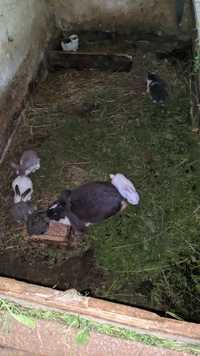 Oddam króliki baran francuski 2 duże i 7 małych