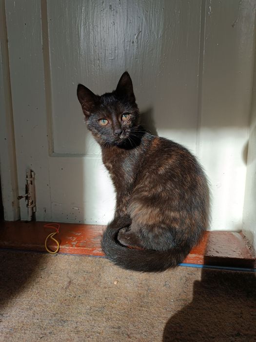 Віддамо в добрі руки красуню з гарним окрасом