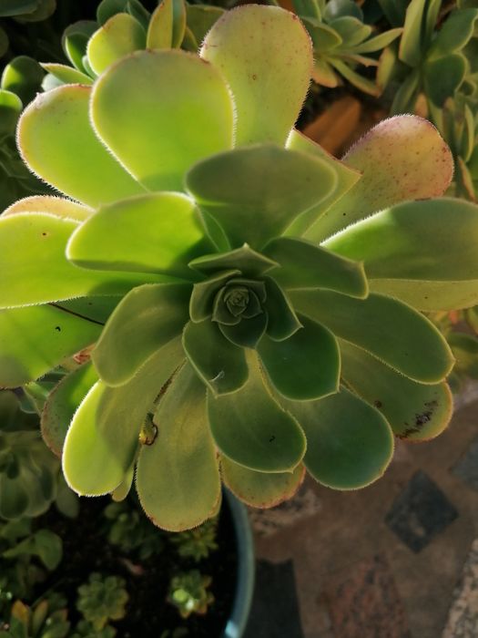 Suculentas em vasos individuais