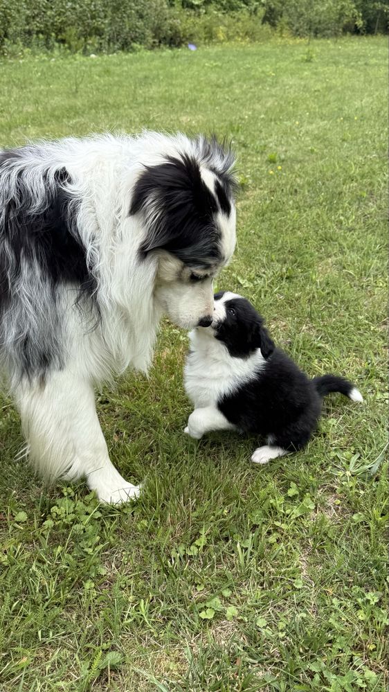 Border Collie - Leśna Polana