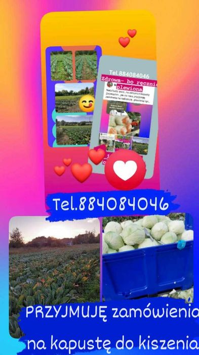 Kapusta kamienna głowa do kiszenia  szatkowana