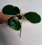 Hoje hoya hoi kolekcja kolekcjonerskie variegata syngonium epi pinnatu