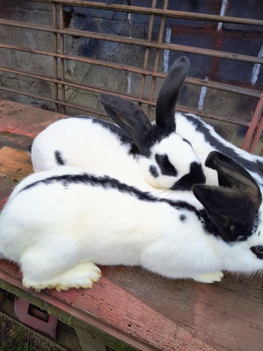 Królik król samica srokacz niemiecki