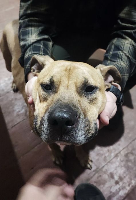 Шукає дім (в добрі руки) стафф