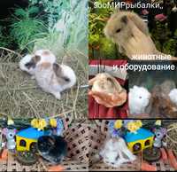 Кролики декор длинноухий чешский лобатый мини баранчик ,клетки