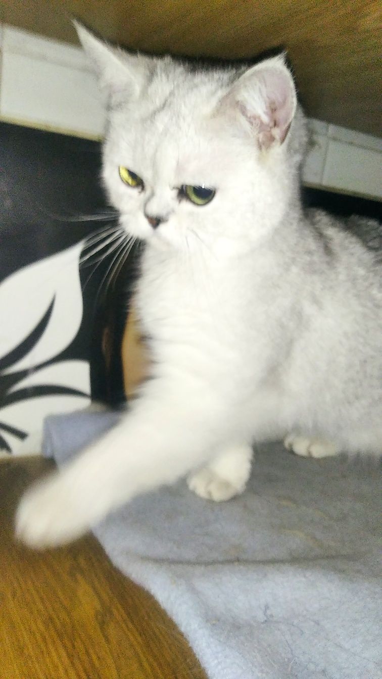 Сріблястий котик