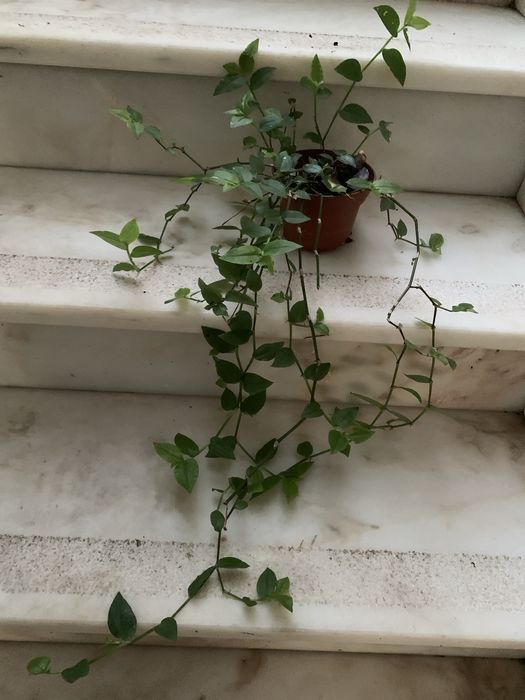 Planta da Fortuna em vasinho faço envios
