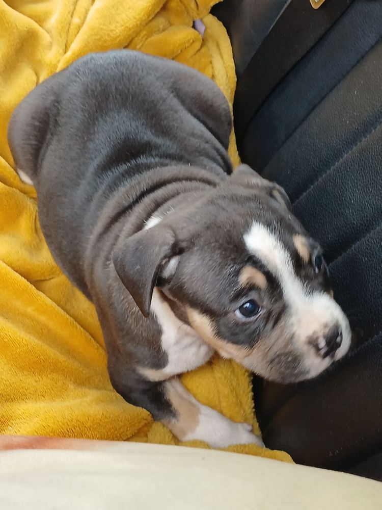 Amstaff śliczny piesek