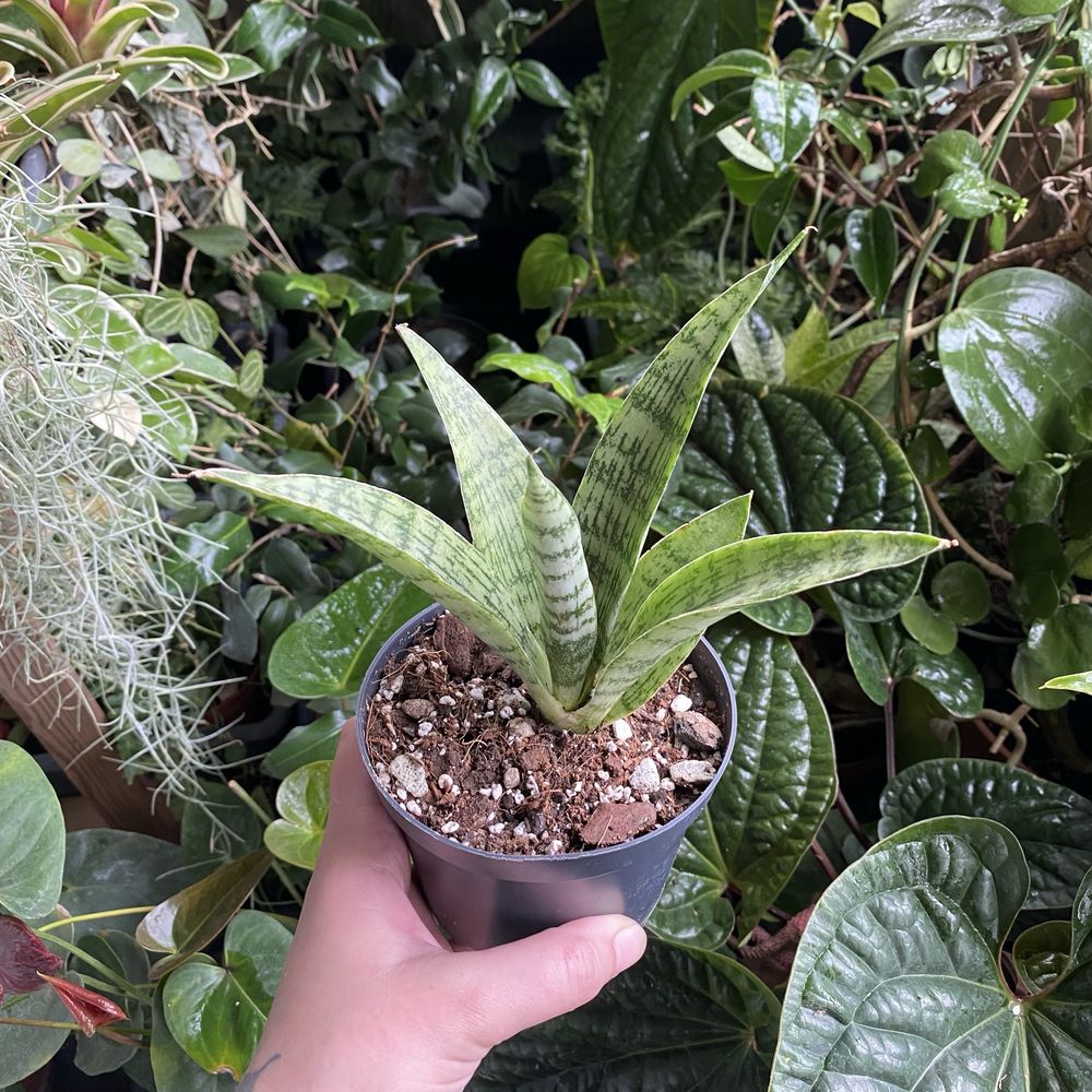 Сансевієрія Sansevieria everest