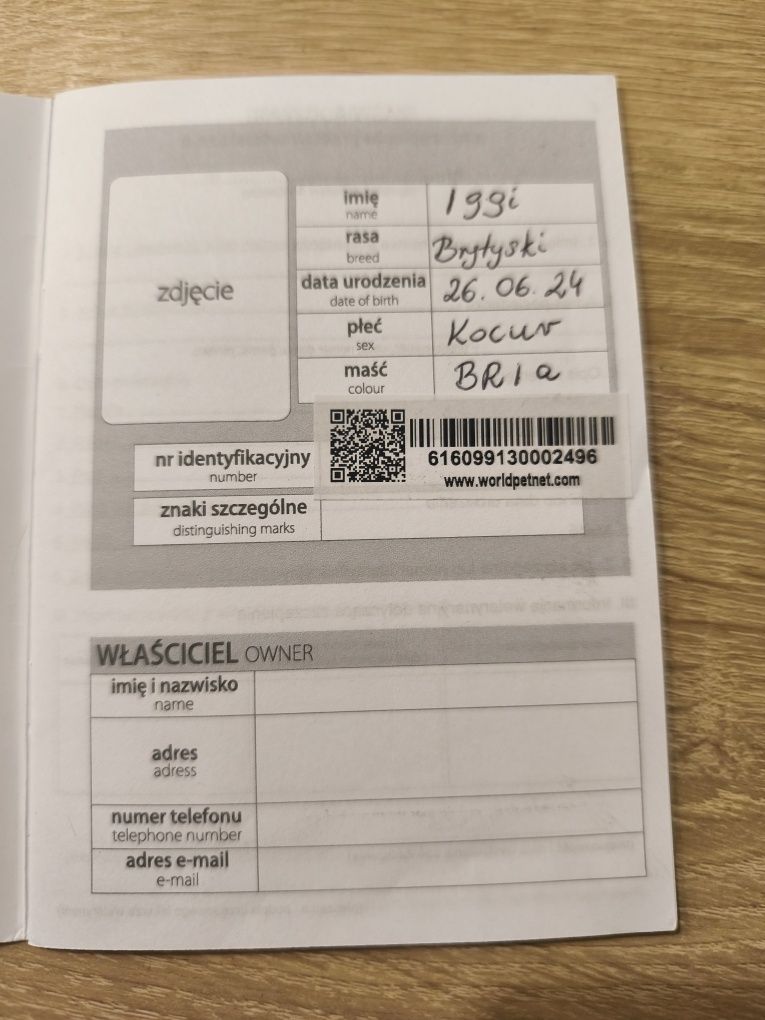 Kot Brytyjski z Rodowodem