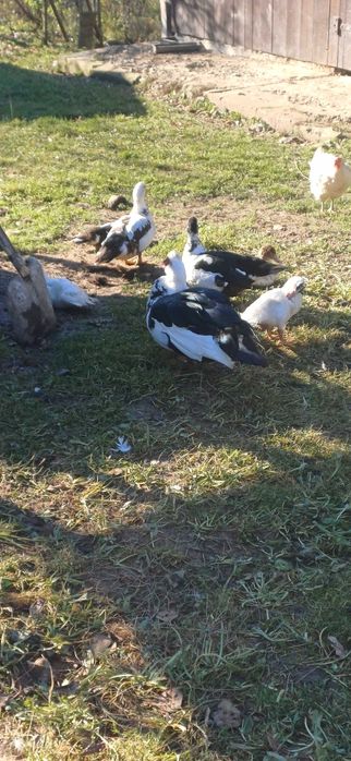 Продам індокачки