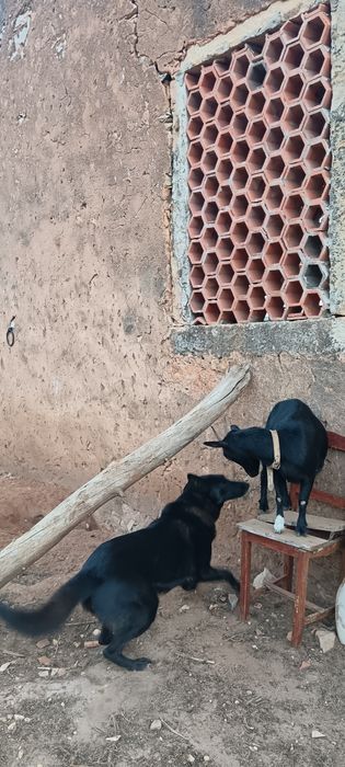 Wolfdog checo X pastor belga