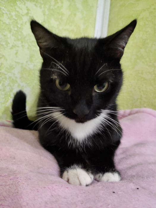 Красунчик зачекався на своє щастя!