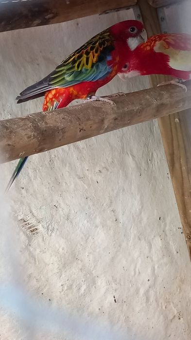 Rosela Macho vermelho