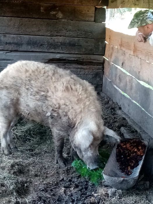 Венгерская мангалица