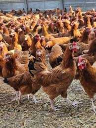 Kury NIOSKI Rosa1 Messa Dominant Tetra Leghorn ! ZAPRASZAM DOWÓZ !