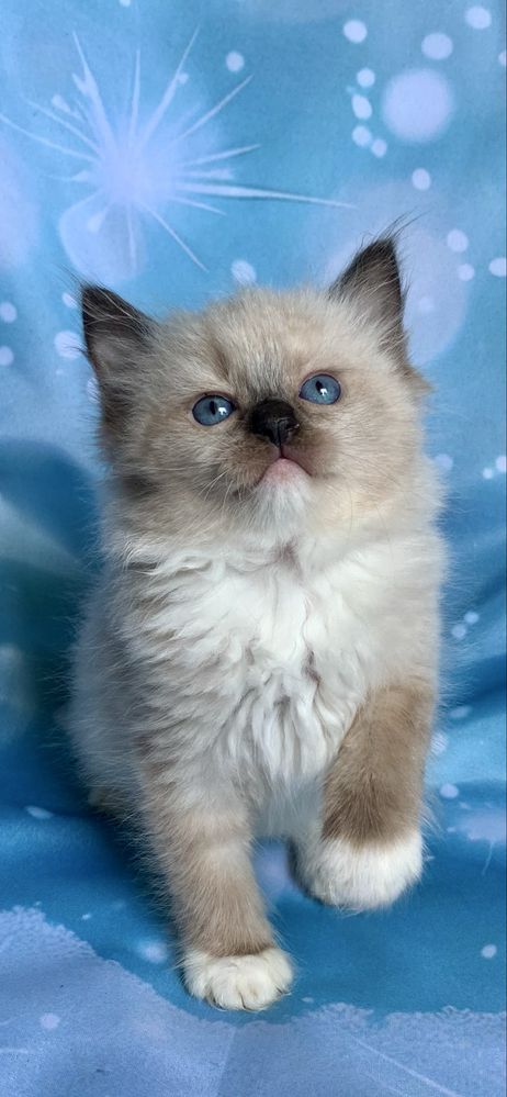 Ragdoll Kotka Seal Mitted
