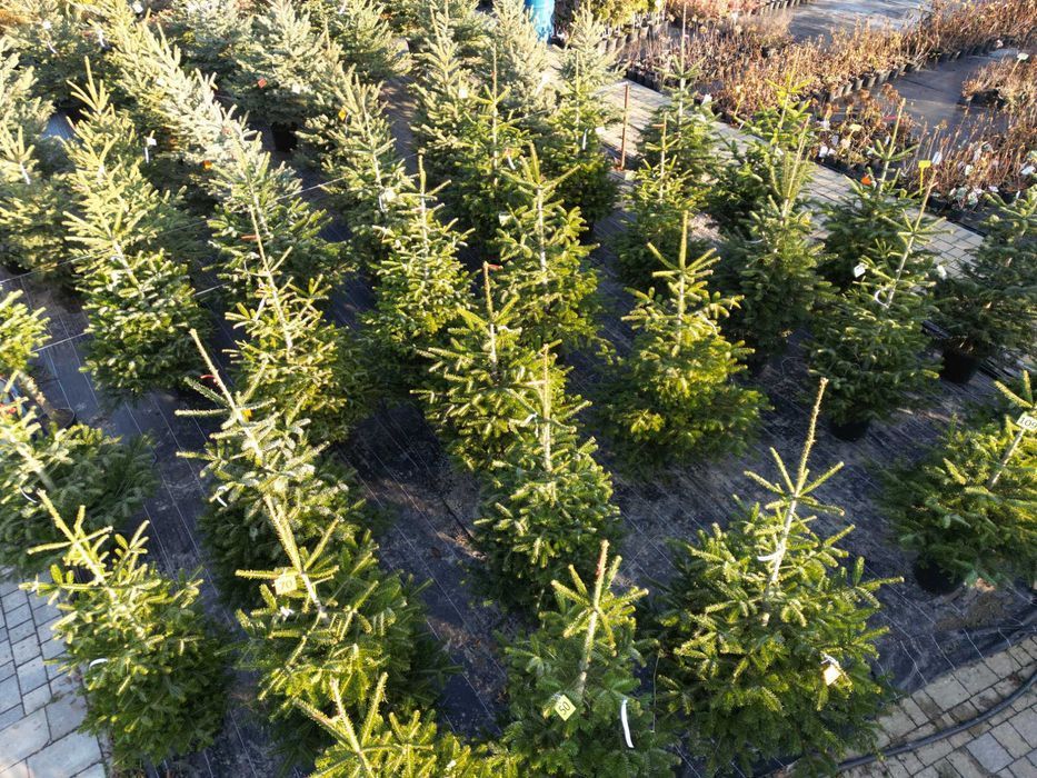 Choinki świąteczne Świerk w donicach 20-35L dostawa Świętokrzyskie HIT