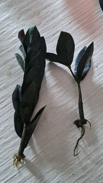 Rośliny na sprzedaż Monstera Monkey Mask, Zamiokulkas, Philodendron