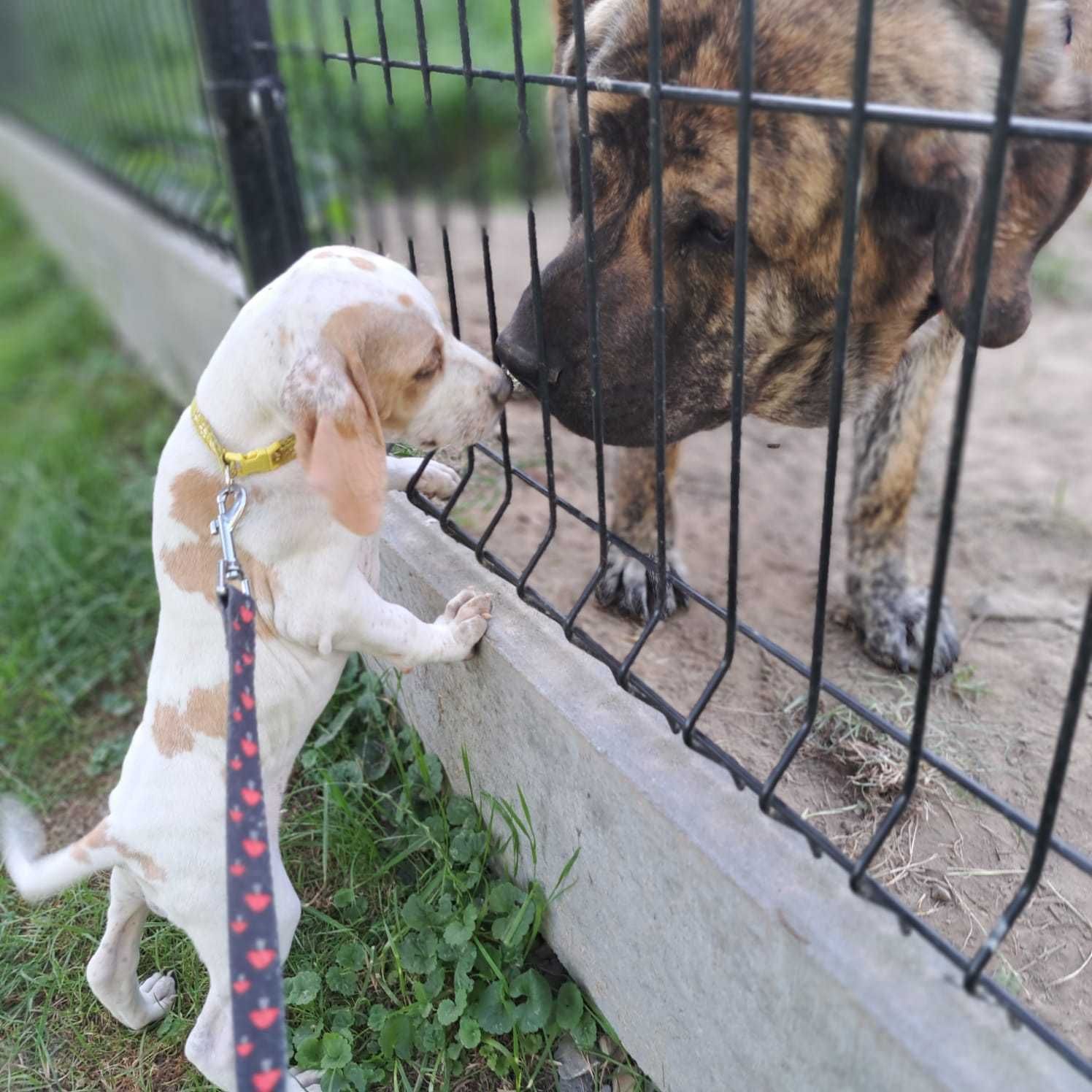 Bella- suczka rasy pointer, wyżeł angielski