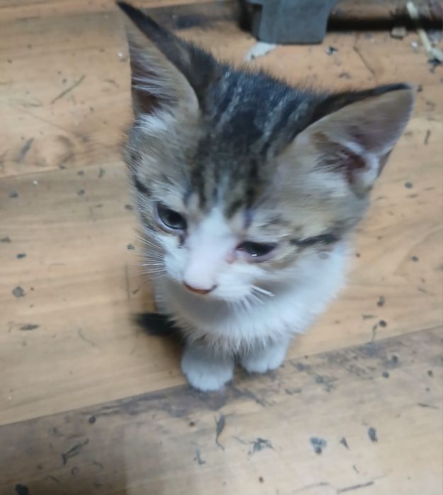 Отдам котенка от веслоухой кошки