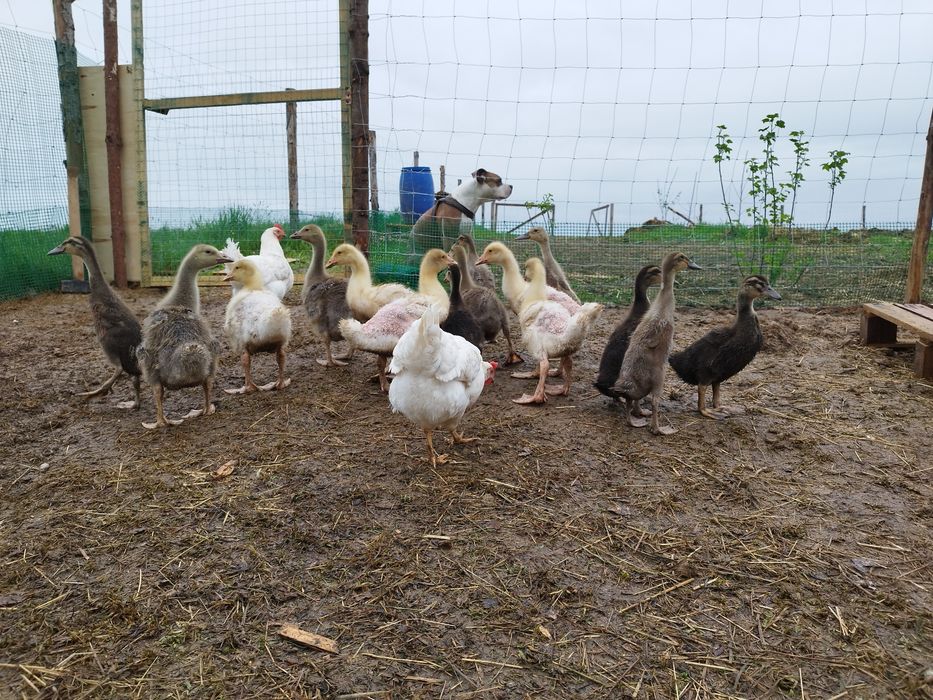 Jaja kurze, kacze, gesie