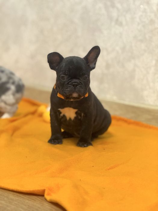 Чудові французькі бульдоги