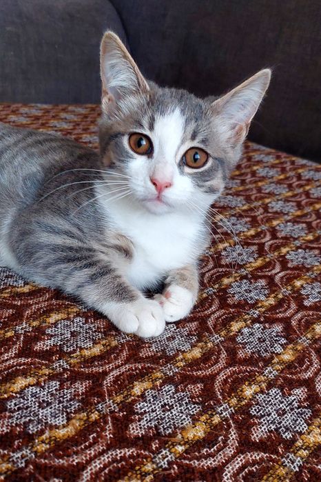 Котята ищут дом, мальчик  и  девочка   4 месяца