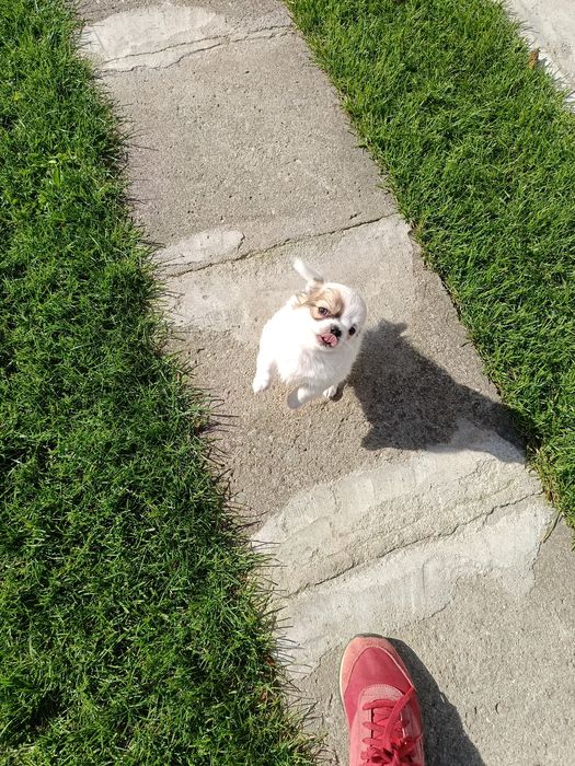 Malutki długowłosy  chihuahua