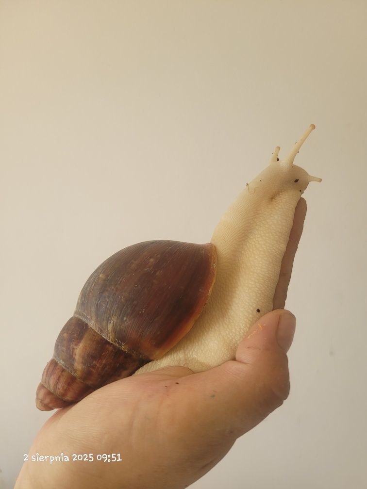Ślimak afrykański archachatina