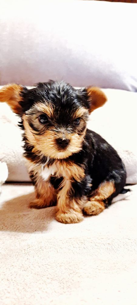 Yorkshire Terrier