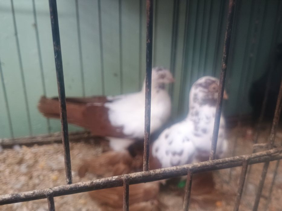 Widyny i Wiedeńskie okazja!