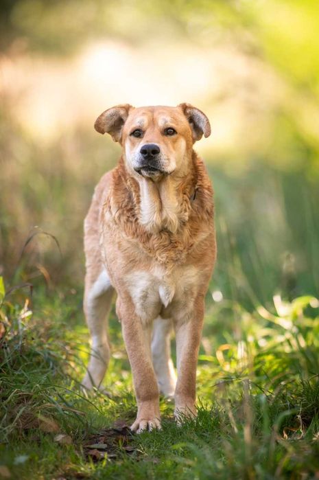 Ryan- duży, spokojny i przyjazny psiak do adopcji.