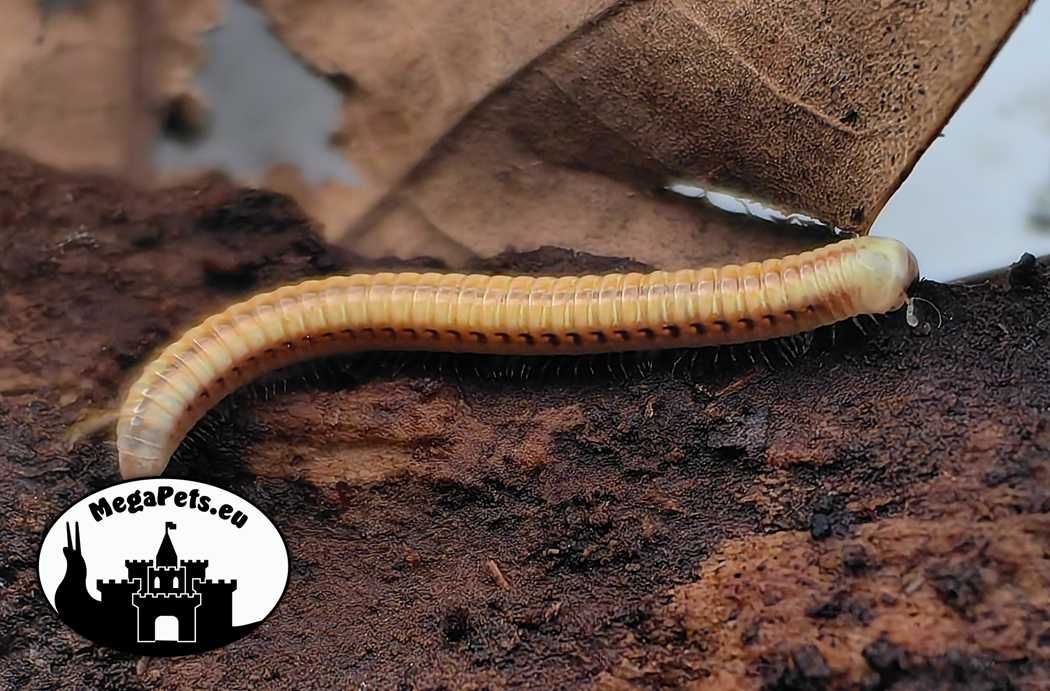 Paraspirobolus lucifugus Fluorescencja Krocionogi Wije Skoczogonki