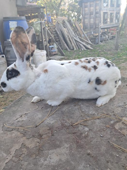 Rex dalmatyński trójbarwny