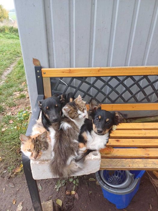 Oddam w dobre ręce 2 pieski