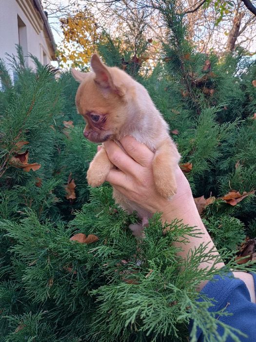 Чихуахуа в пошуках 7-ї