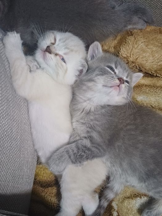 Продаються кошенята