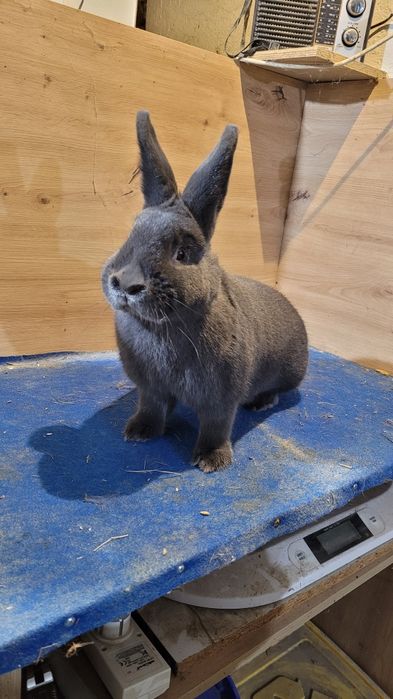 Króliki Wiedeńskie niebieskie samce i samice