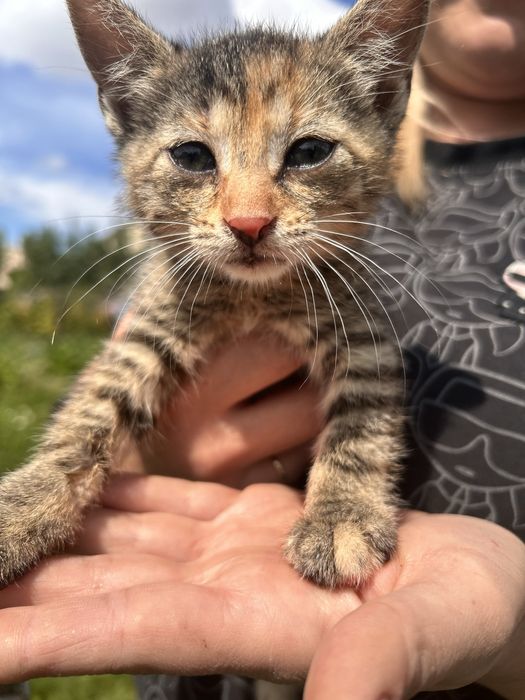 Kocieta szukaja domu
