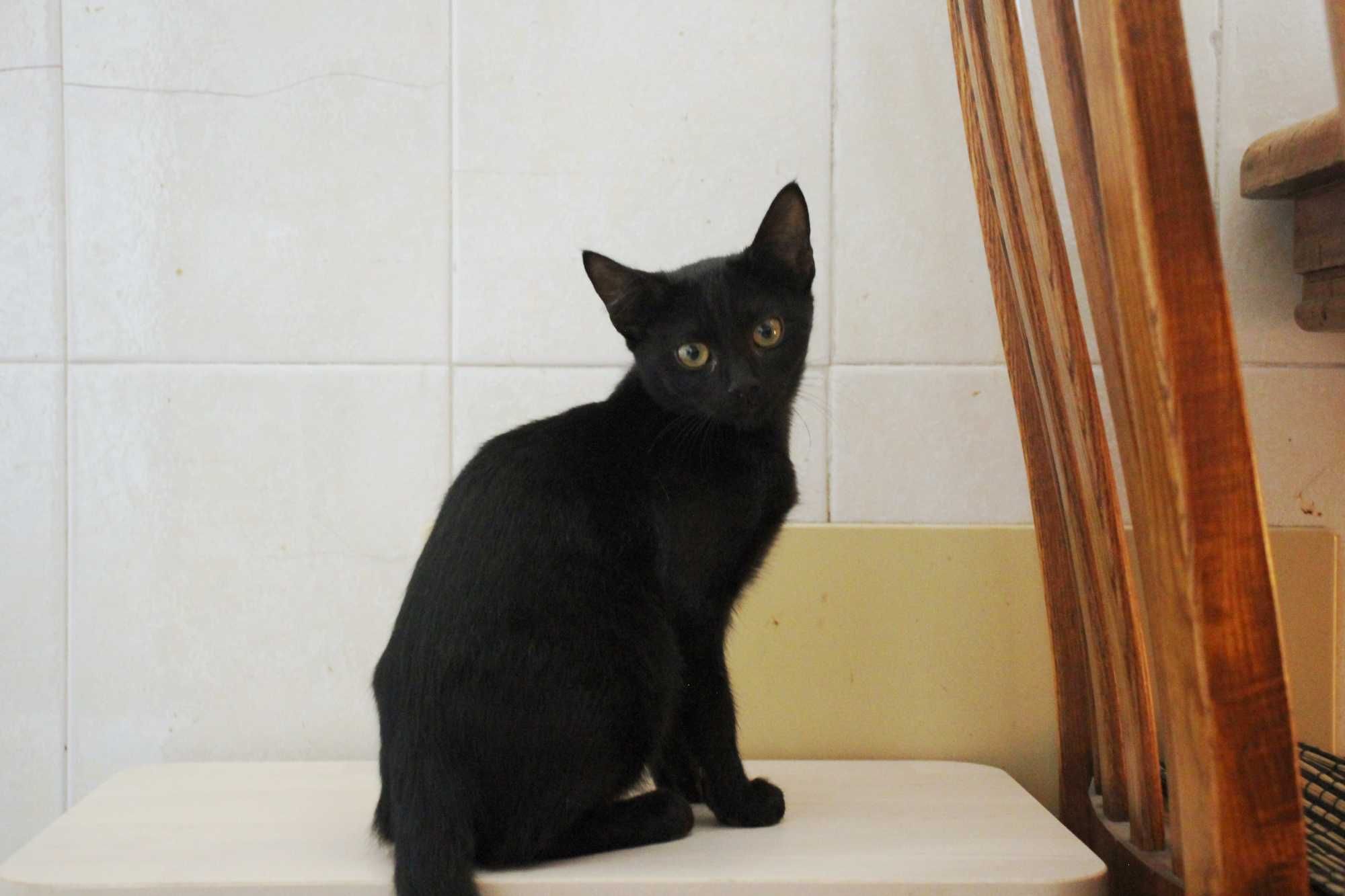 FÊMEA | Gatinha disponível para adoção muito responsável