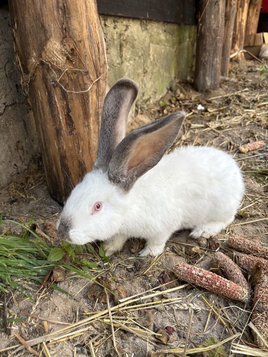 Królik króliki olbrzymy belgijskie