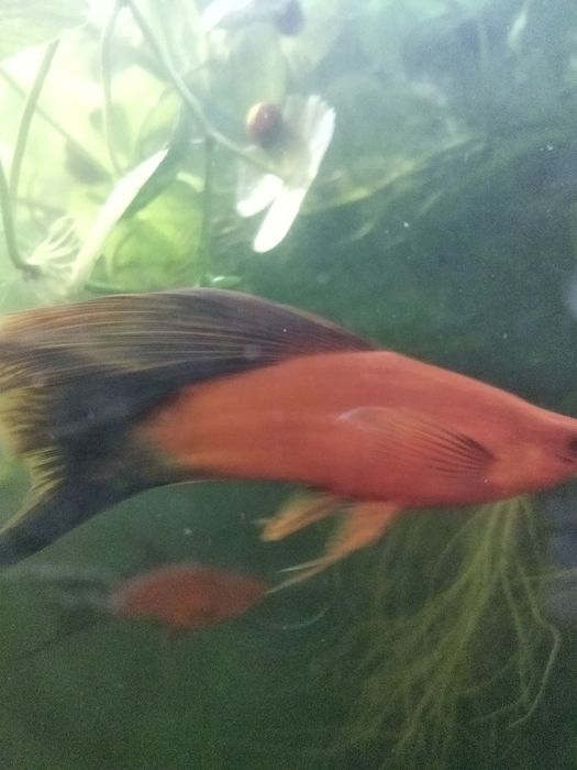 Гупі Черний принц