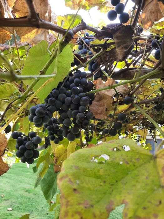 Winogron ekologiczne słodkie ciemne na sok lub wino