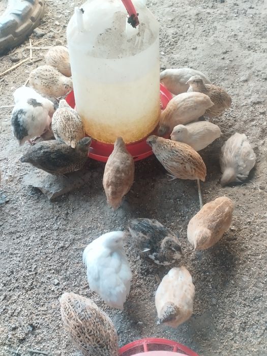 Świeże i zdrowe jaja przepiórcze